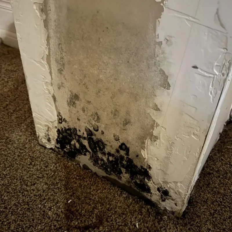 Professional Mold Removal in Holdrege, NE